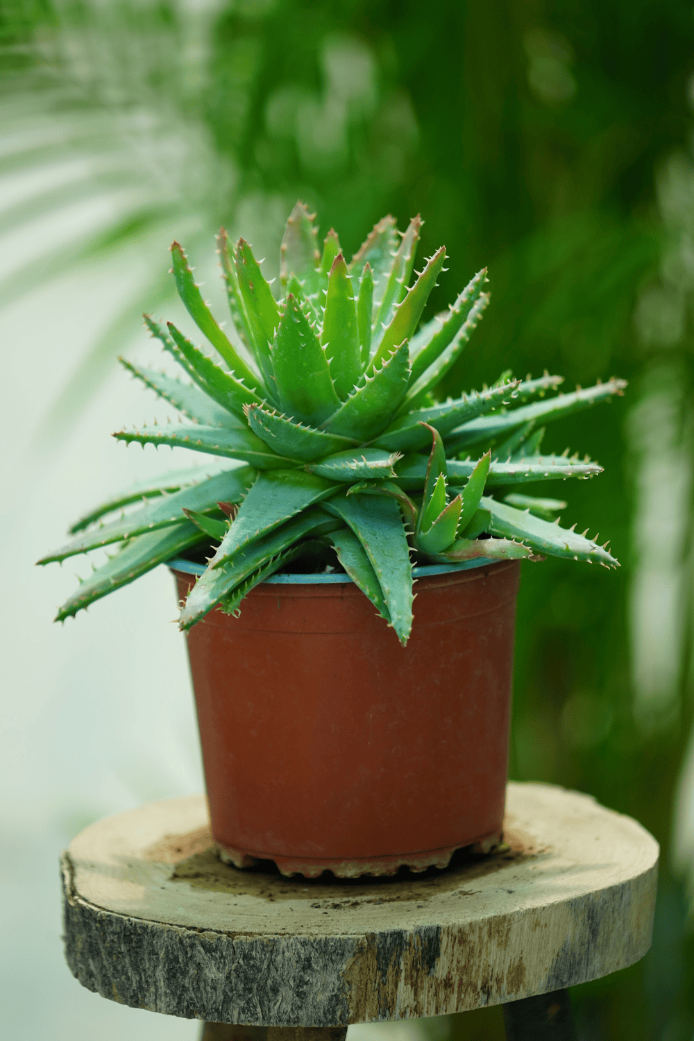 Aloe squarrosa (1)