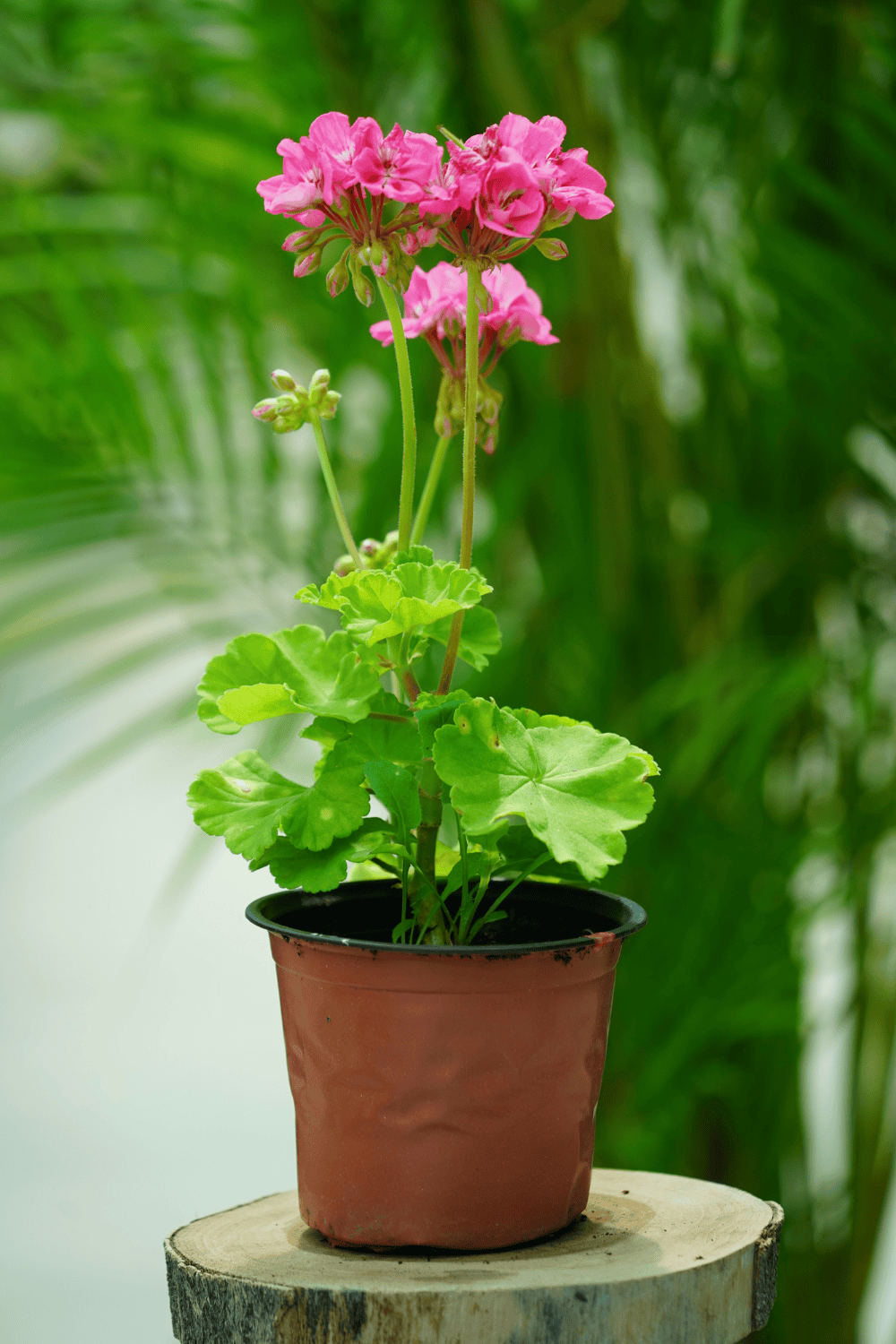 Geraniums rose (1)