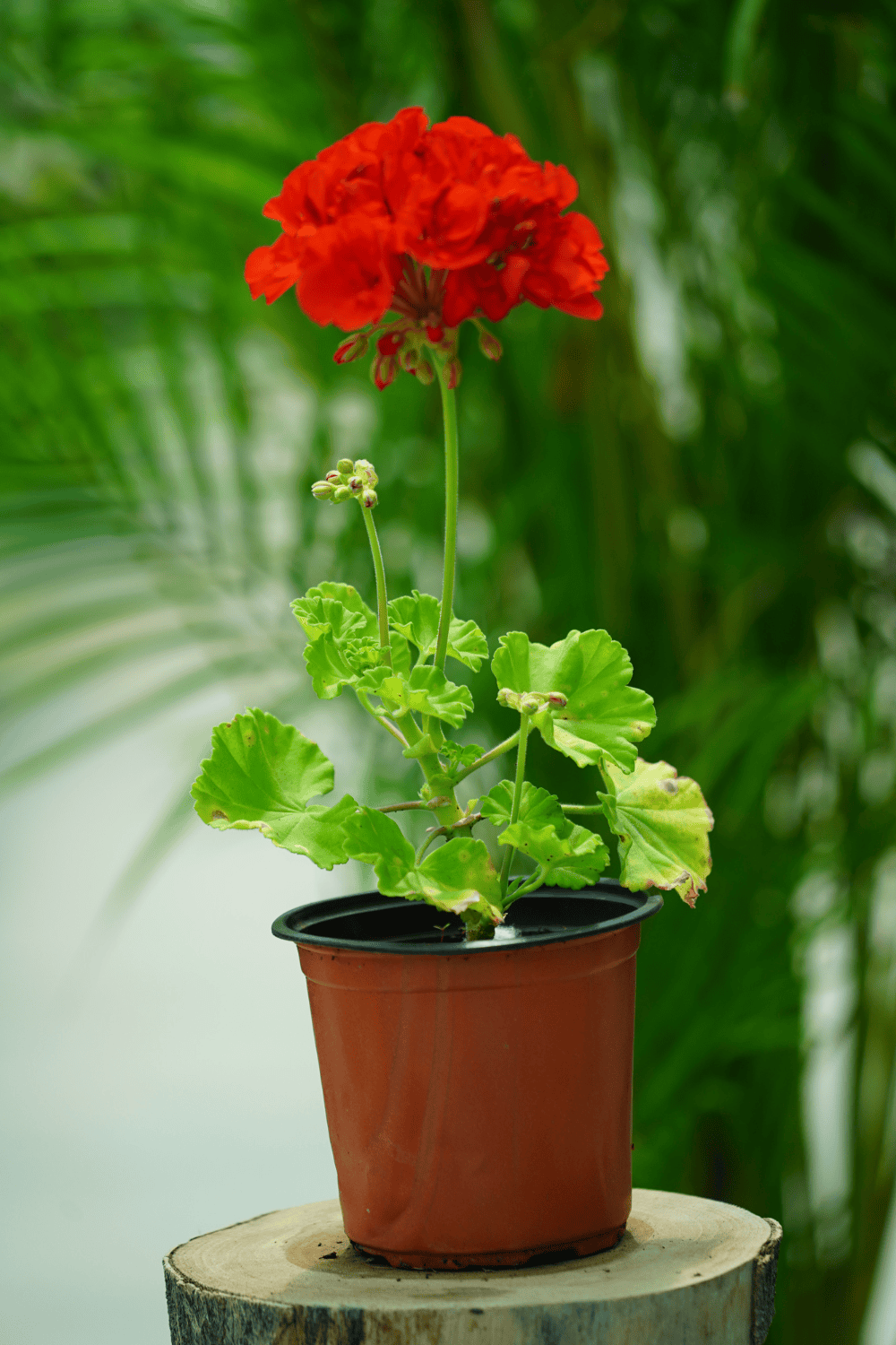 Geraniums rose (2) (1)