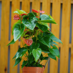 ANTHURIUM ANDRAEANUM