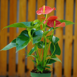 ANTHURIUM ANDRAEANUM P14