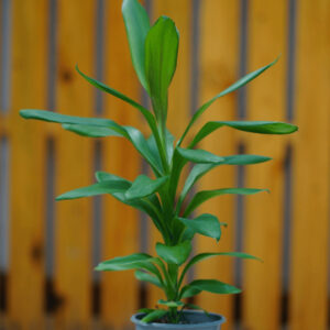 CORDYLINE TANGO