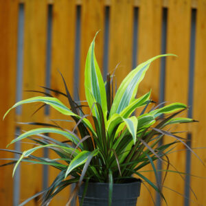 DRACAENA COMBO P17