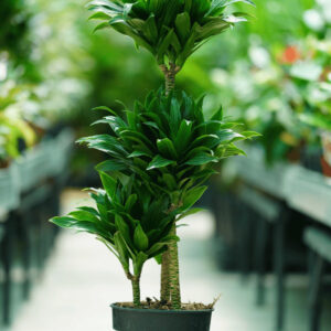 DRACAENA COMPACTA 120-90-60-30 P27