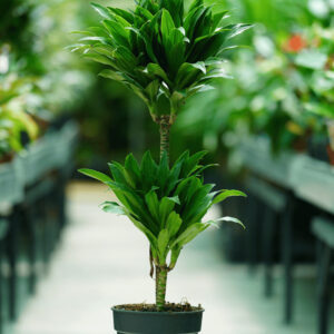 DRACAENA COMPACTA 2TIGES 45-15 P19