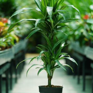 DRACAENA DERMENSIS P 2 TIGES