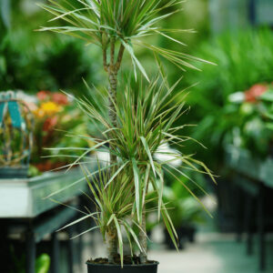 DRACAENA MARGINATA BICOLOR 60-30-15