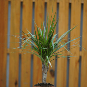 DRACAENA MARGINATA KOPSTEK 15CM