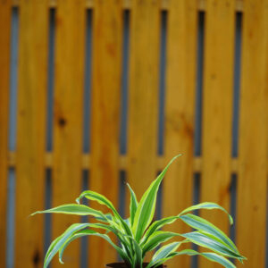 DRACAENA MIX P12