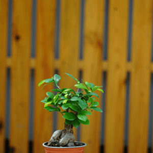 FICUS MICROCARPA P12