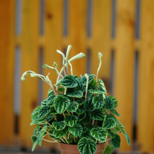 PEPEROMIA ROSSO P5