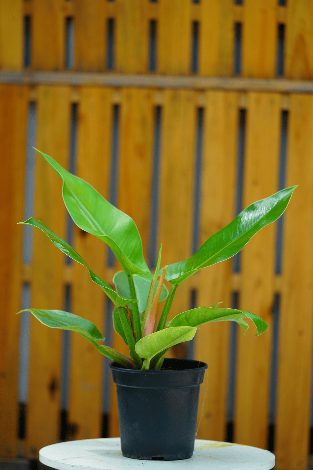 PHILODENDRON MIX P3L (1)