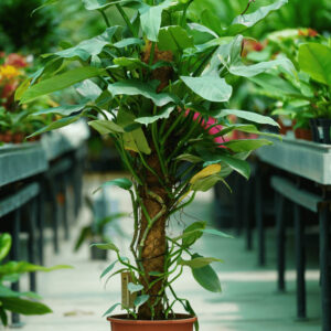 PHILODENDRON TUTEUR SILVER QUEEN