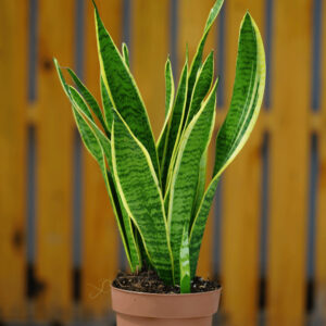 SANSEVIERIA CYLINDRICA P12