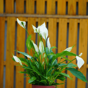 SPATHIPHYLLUM SWEET CHICO