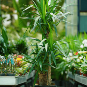 YUCCA ELEPHANTIPES 3TIGES 115-85-15CM P27